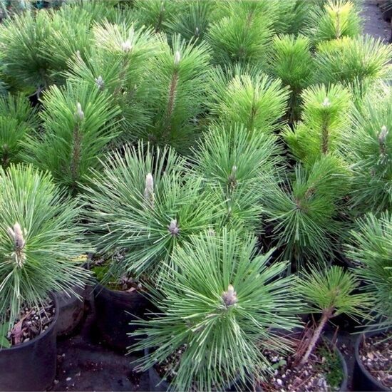 Juodoji pušis/ pinus nigra